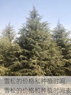 雪松的价格和种植时间,雪松的价格和种植时间表