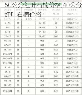 60公分红叶石楠价格,40公分红叶石楠价格