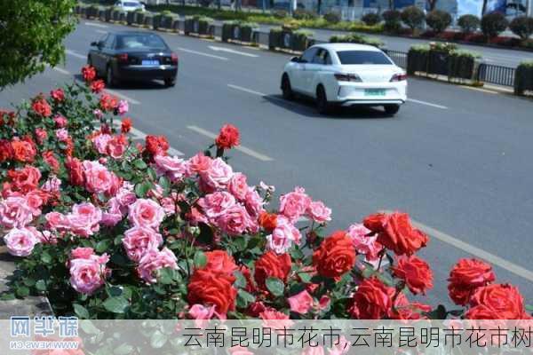 云南昆明市花市,云南昆明市花市树