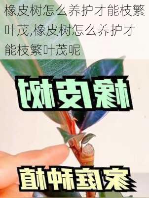 橡皮树怎么养护才能枝繁叶茂,橡皮树怎么养护才能枝繁叶茂呢