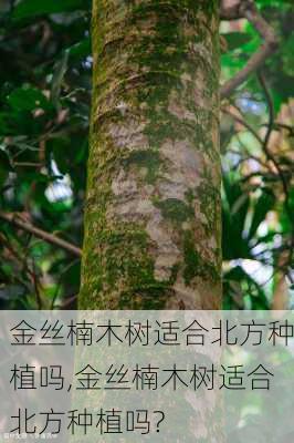 金丝楠木树适合北方种植吗,金丝楠木树适合北方种植吗?