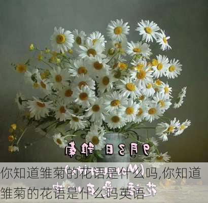 你知道雏菊的花语是什么吗,你知道雏菊的花语是什么吗英语