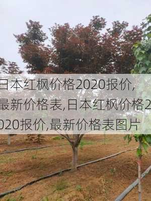 日本红枫价格2020报价,最新价格表,日本红枫价格2020报价,最新价格表图片