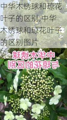 中华木绣球和琼花叶子的区别,中华木绣球和琼花叶子的区别图片