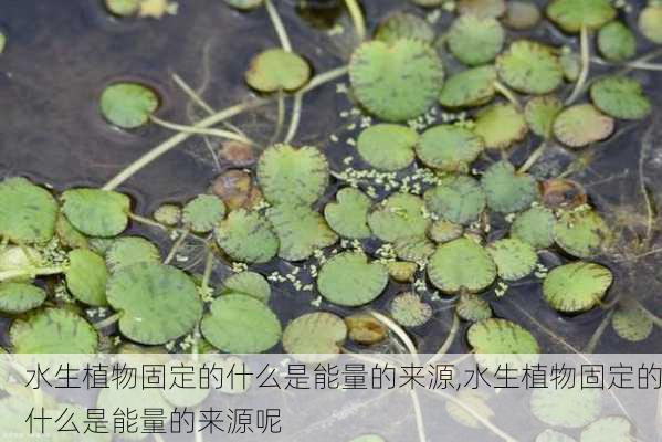 水生植物固定的什么是能量的来源,水生植物固定的什么是能量的来源呢