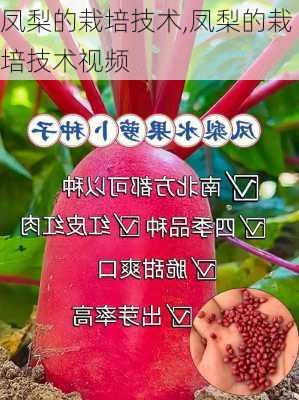 凤梨的栽培技术,凤梨的栽培技术视频