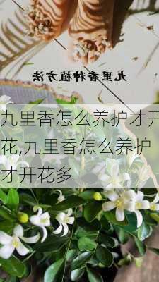 九里香怎么养护才开花,九里香怎么养护才开花多