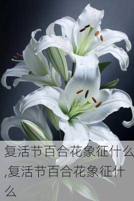 复活节百合花象征什么,复活节百合花象征什么