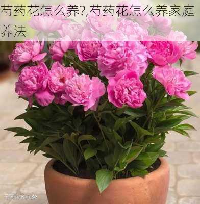 芍药花怎么养?,芍药花怎么养家庭养法