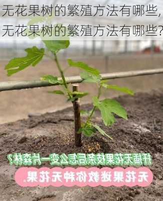 无花果树的繁殖方法有哪些,无花果树的繁殖方法有哪些?