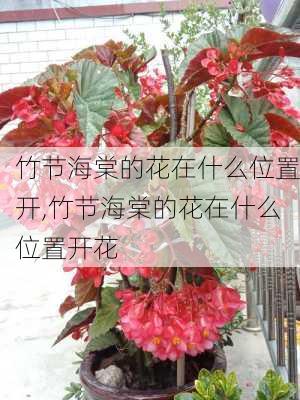 竹节海棠的花在什么位置开,竹节海棠的花在什么位置开花