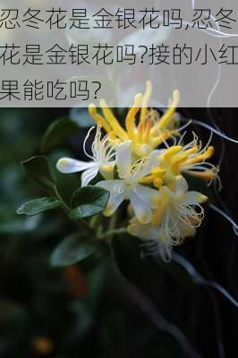 忍冬花是金银花吗,忍冬花是金银花吗?接的小红果能吃吗?