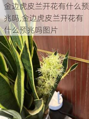 金边虎皮兰开花有什么预兆吗,金边虎皮兰开花有什么预兆吗图片