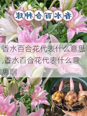 香水百合花代表什么意思,香水百合花代表什么意思啊