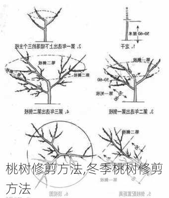 桃树修剪方法,冬季桃树修剪方法