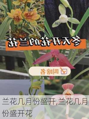 兰花几月份盛开,兰花几月份盛开花