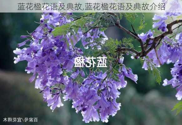 蓝花楹花语及典故,蓝花楹花语及典故介绍