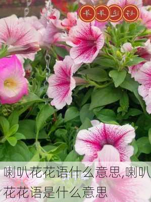 喇叭花花语什么意思,喇叭花花语是什么意思