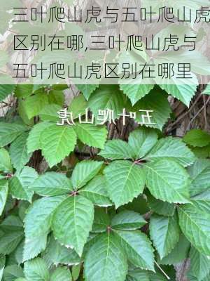 三叶爬山虎与五叶爬山虎区别在哪,三叶爬山虎与五叶爬山虎区别在哪里