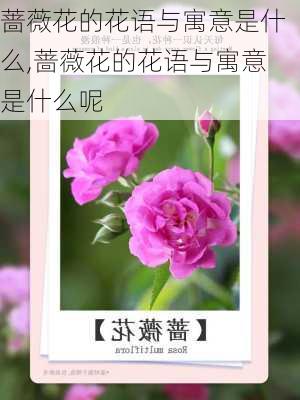 蔷薇花的花语与寓意是什么,蔷薇花的花语与寓意是什么呢