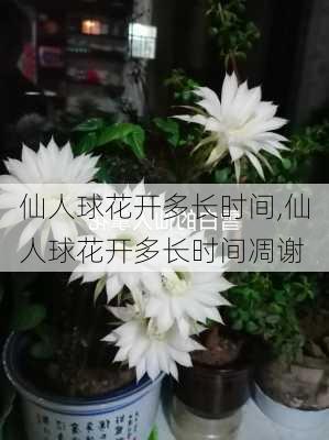 仙人球花开多长时间,仙人球花开多长时间凋谢