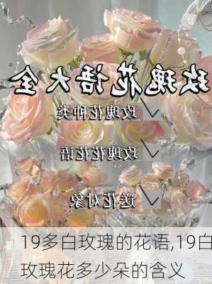 19多白玫瑰的花语,19白玫瑰花多少朵的含义