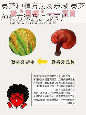 灵芝种植方法及步骤,灵芝种植方法及步骤图片