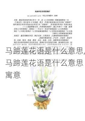 马蹄莲花语是什么意思,马蹄莲花语是什么意思 寓意