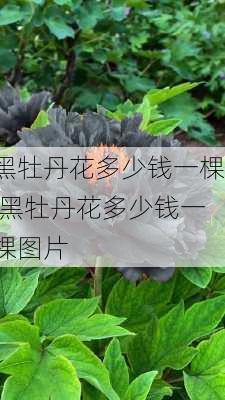 黑牡丹花多少钱一棵,黑牡丹花多少钱一棵图片