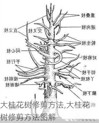 大桂花树修剪方法,大桂花树修剪方法图解