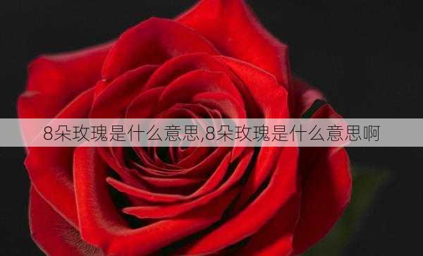 8朵玫瑰是什么意思,8朵玫瑰是什么意思啊