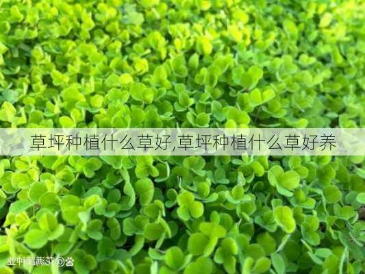 草坪种植什么草好,草坪种植什么草好养