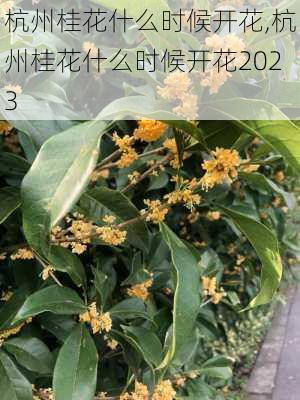 杭州桂花什么时候开花,杭州桂花什么时候开花2023