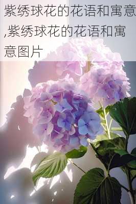 紫绣球花的花语和寓意,紫绣球花的花语和寓意图片