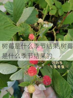 树莓是什么季节结果,树莓是什么季节结果的