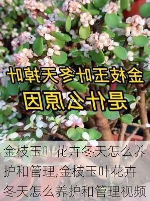 金枝玉叶花卉冬天怎么养护和管理,金枝玉叶花卉冬天怎么养护和管理视频