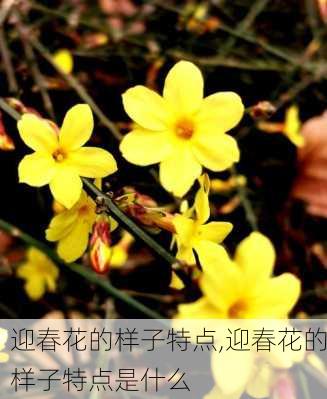 迎春花的样子特点,迎春花的样子特点是什么