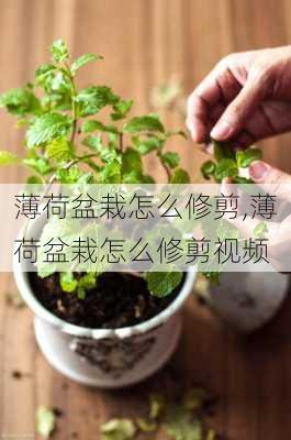 薄荷盆栽怎么修剪,薄荷盆栽怎么修剪视频