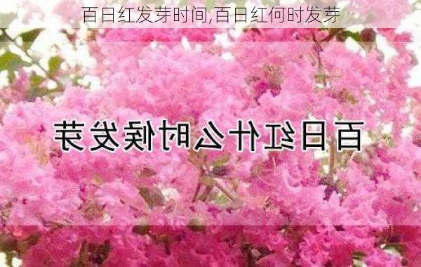 百日红发芽时间,百日红何时发芽