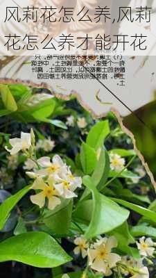 风莉花怎么养,风莉花怎么养才能开花