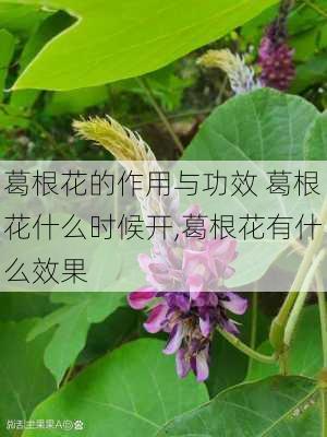 葛根花的作用与功效 葛根花什么时候开,葛根花有什么效果