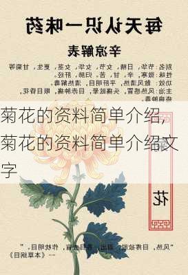 菊花的资料简单介绍,菊花的资料简单介绍文字