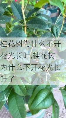 桂花树为什么不开花光长叶,桂花树为什么不开花光长叶子