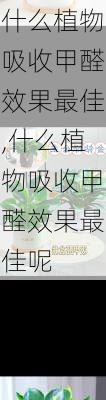 什么植物吸收甲醛效果最佳,什么植物吸收甲醛效果最佳呢