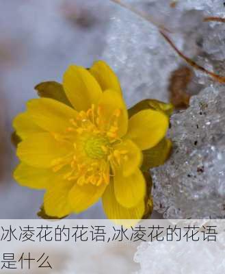 冰凌花的花语,冰凌花的花语是什么