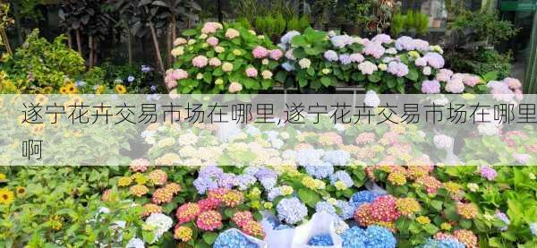 遂宁花卉交易市场在哪里,遂宁花卉交易市场在哪里啊