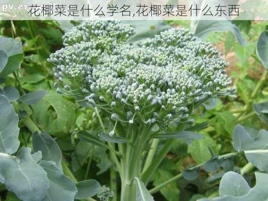 花椰菜是什么学名,花椰菜是什么东西