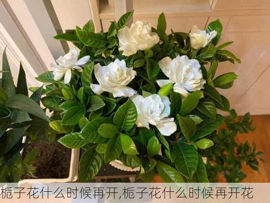 栀子花什么时候再开,栀子花什么时候再开花