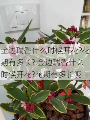 金边瑞香什么时候开花?花期有多长?,金边瑞香什么时候开花?花期有多长呢