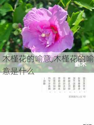 木槿花的喻意,木槿花的喻意是什么